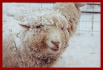 a sheep in the snow